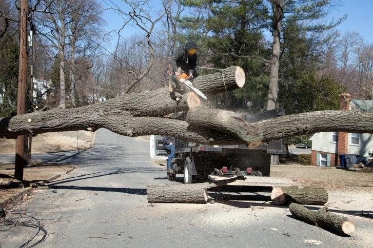 wycinanie drzewa w pobliżu drogi publicznej